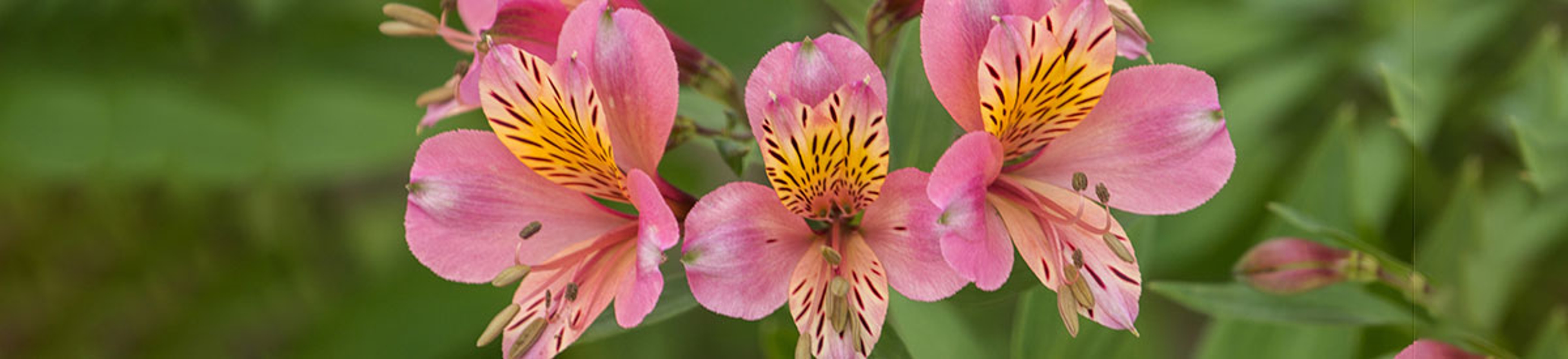 popular flower types alstroemerias